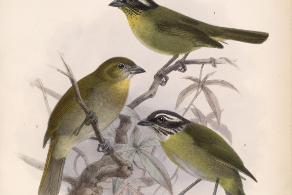 Sooty-capped Bush Tanager