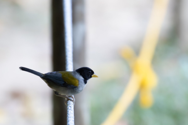 Sooty-capped Bush Tanager