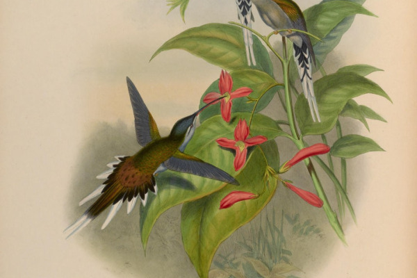 Sooty-capped Hermit