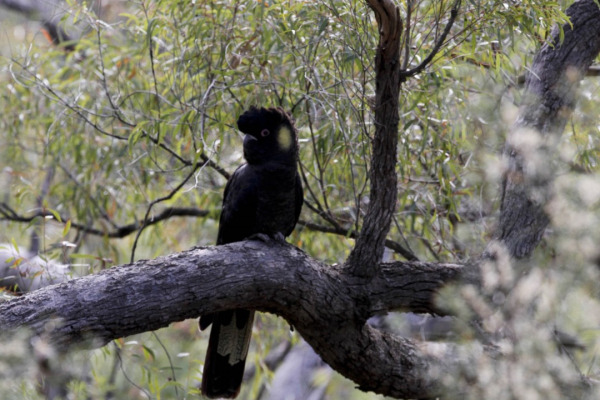Sooty Falcon