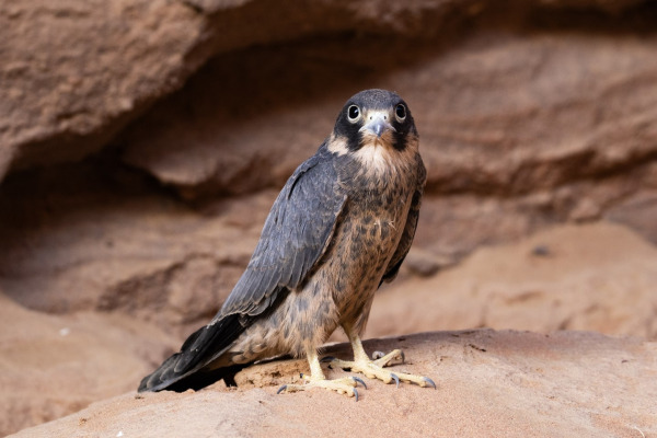 Sooty Falcon