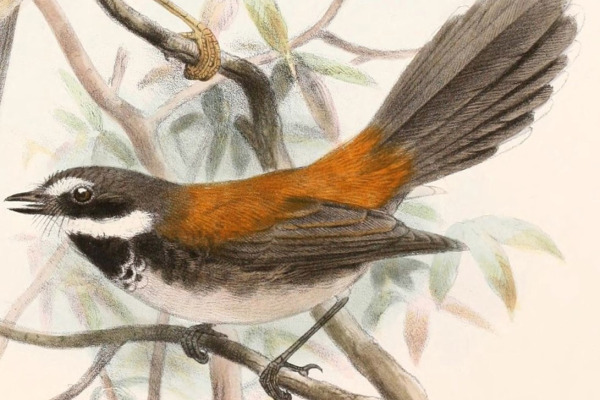 Sooty fantail