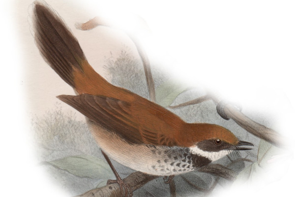 Sooty fantail