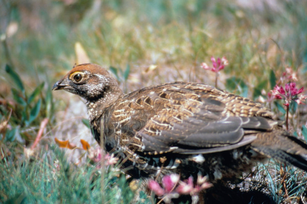 Sooty Grouse
