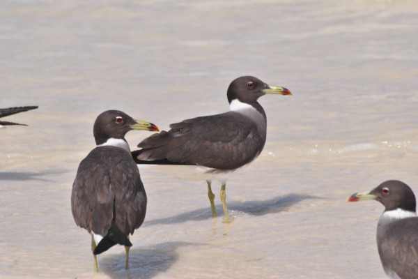 Sooty Gull