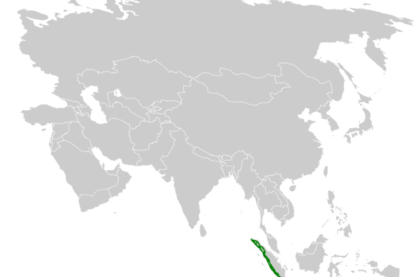 Sooty-headed bulbul
