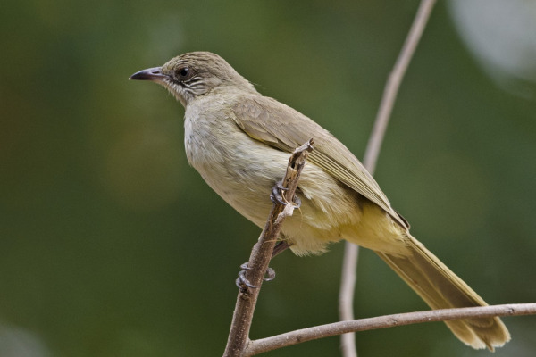 Sooty-headed bulbul