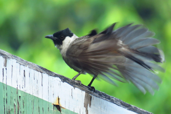 Sooty-headed bulbul