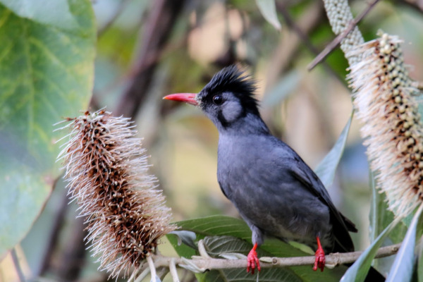 Sooty-headed bulbul