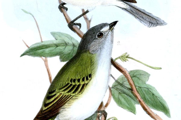Sooty-headed Tyrannulet