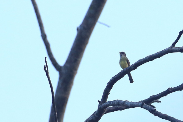 Sooty-headed Tyrannulet