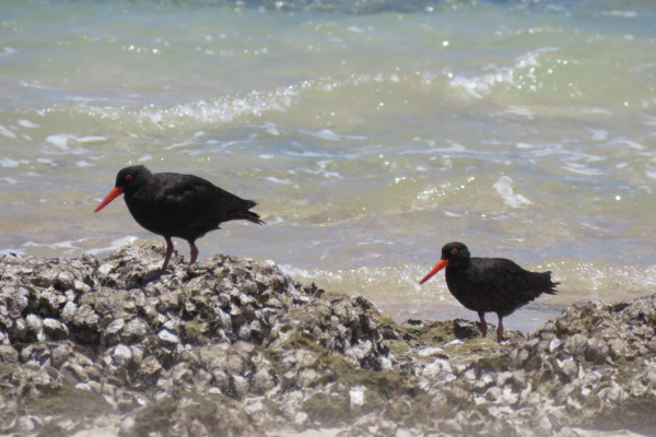 Sooty Oystercatcher