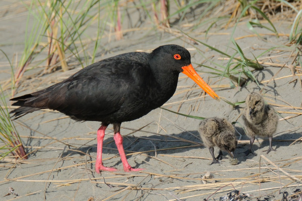 Sooty Oystercatcher