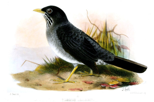 Sooty Robin