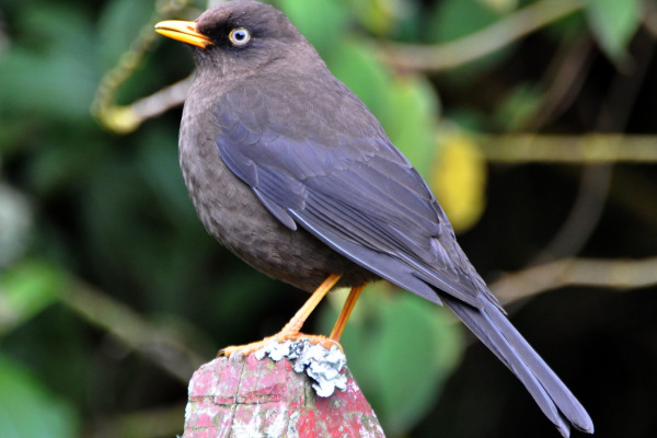 Sooty Robin