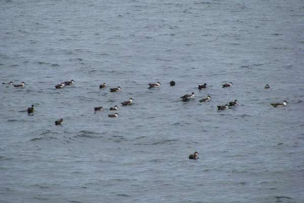 Sooty Shearwater