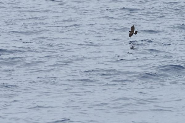 Sooty Tern