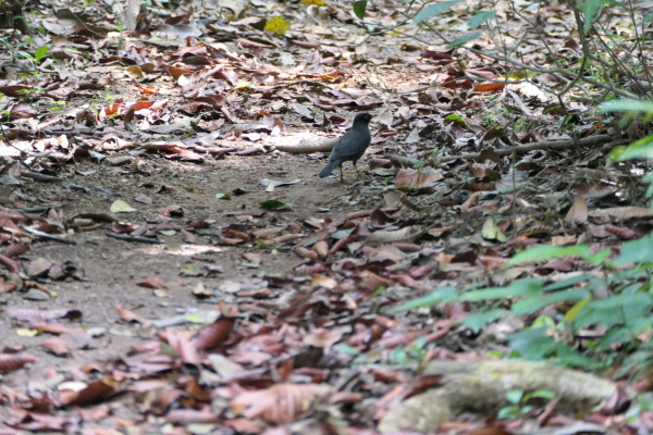 Sooty Thrush