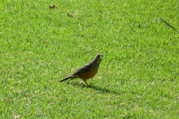 Sooty Thrush