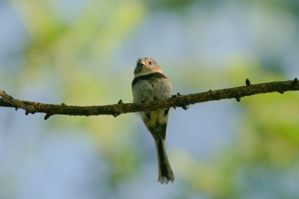 Sooty Tit