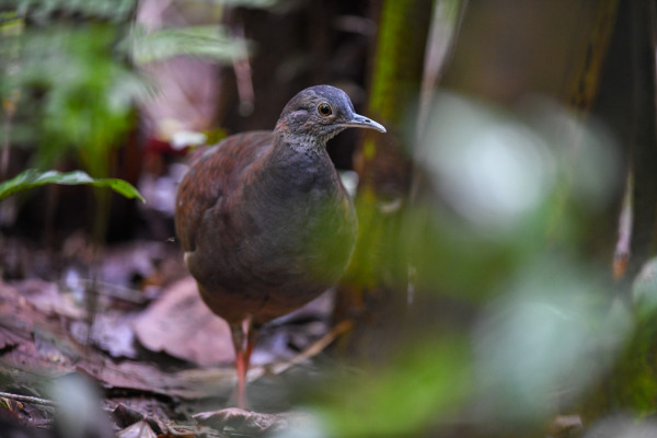 Sooty Wood Quail