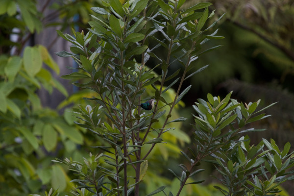 Souimanga Sunbird