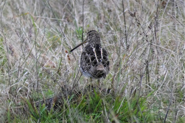 South American Snipe