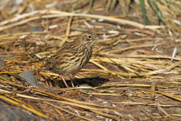 South Georgia Pipit