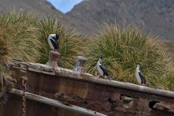 South Georgia Shag