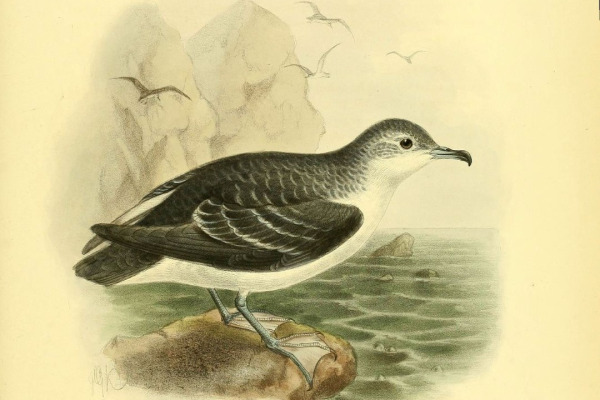 South Pacific Shearwater