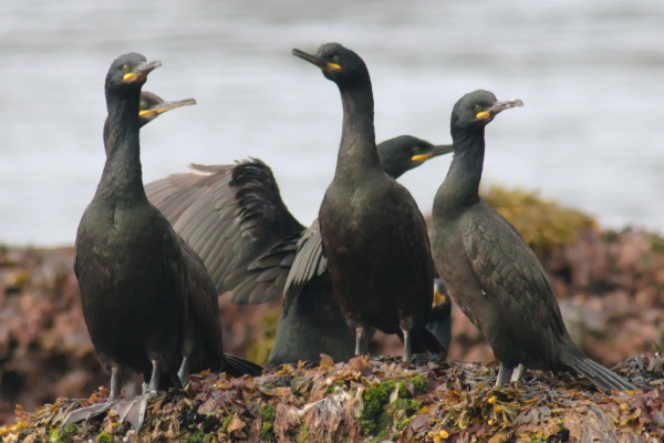 South Polar Skua