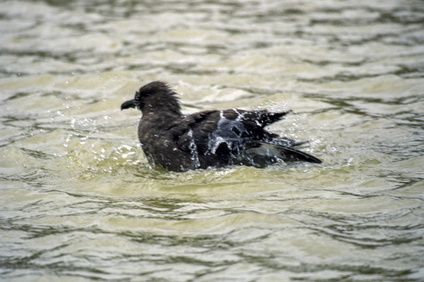 South Polar Skua
