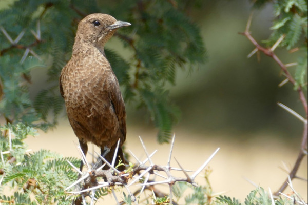 Southern Anteater-Chat