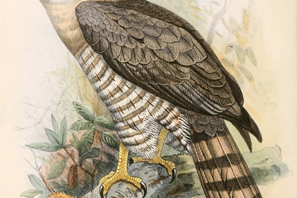 Southern Banded Snake Eagle