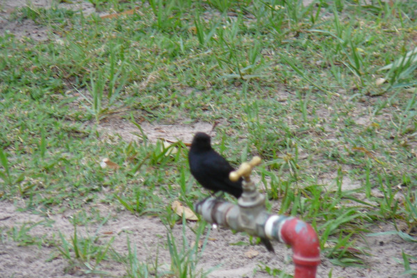 Southern Black-Flycatcher
