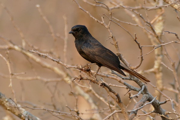 Southern Black-Flycatcher