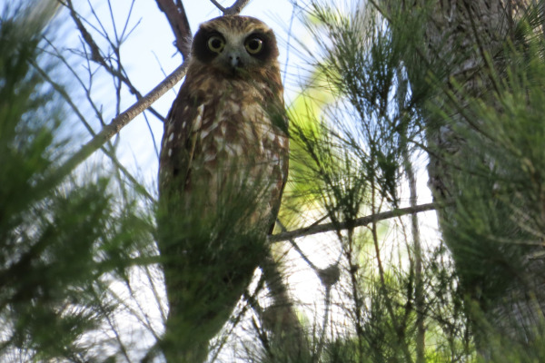 Southern Boobook