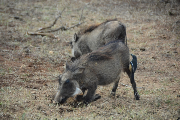 Southern Boubou