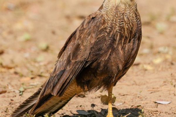 Southern Caracara