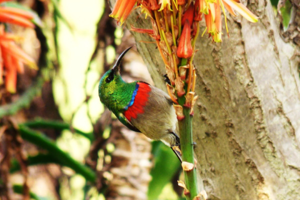 Southern Double-collared Sunbird