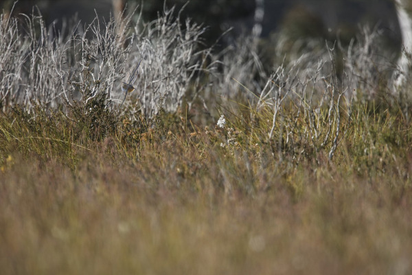 Southern Emu-wren