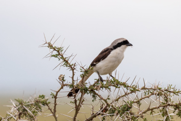 Southern Fiscal