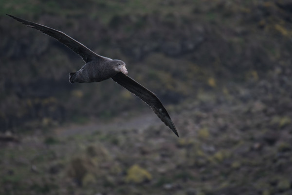 Southern Giant Petrel