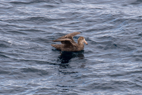Southern Giant Petrel
