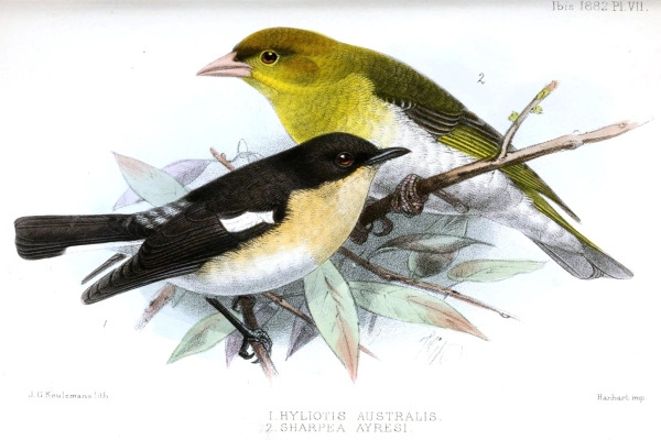 Southern Hyliota