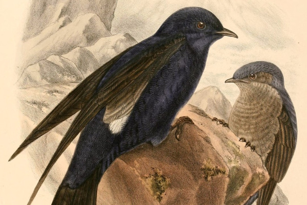 Southern Martin