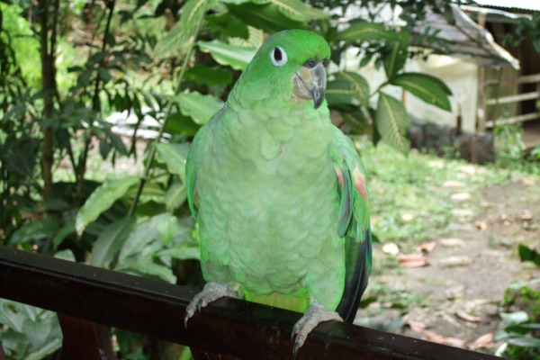 Southern Mealy Amazon