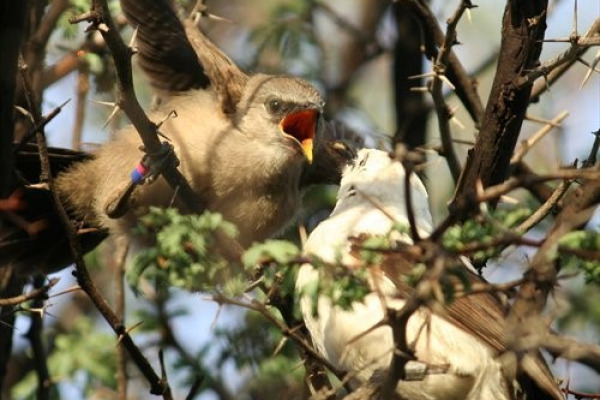 Southern Pied Babbler