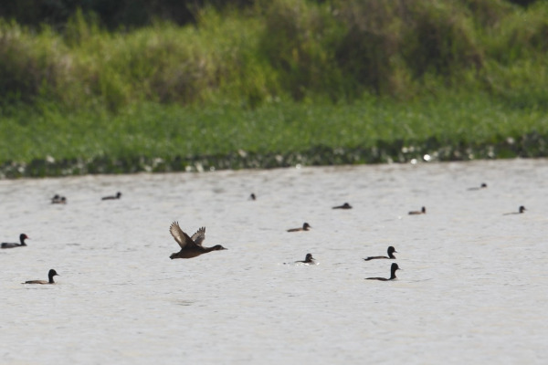 Southern Pochard