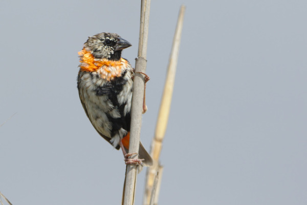 Southern Red Bishop